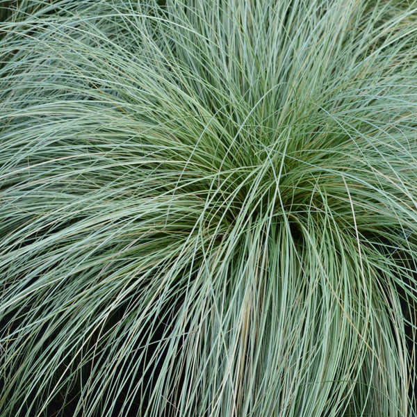 Entretien - Carex (Carex comans) : Guide pratique - La Green Touch