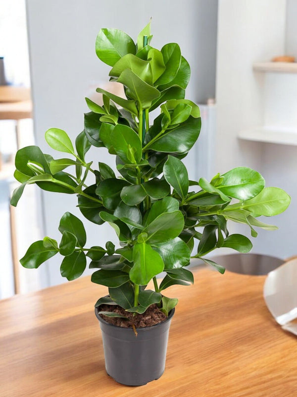 Entretien - Clusia Rosea: Guide pratique - La Green Touch