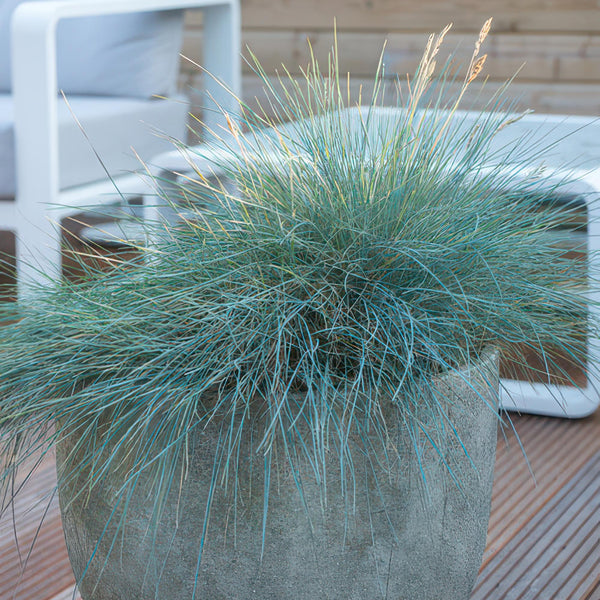 Entretien - Fétuque Bleue (Festuca glauca) : Guide pratique - La Green Touch