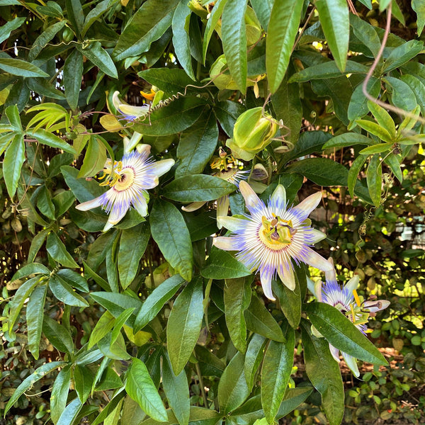 Entretien - Fleur De La Passion (Passiflora caerulea) : Guide pratique - La Green Touch