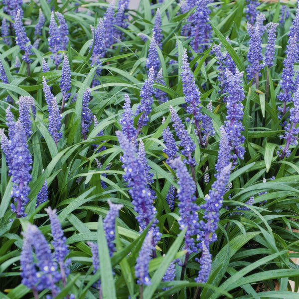 Entretien - Herbe Aux Turquoises (Ophiopogon japonicus) : Guide pratique - La Green Touch
