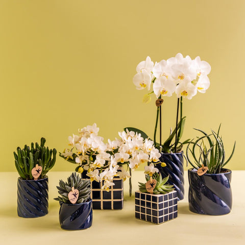 Coffrets cadeaux