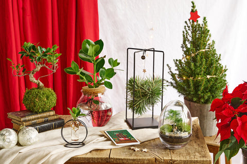Terrariums & créations artisanales
