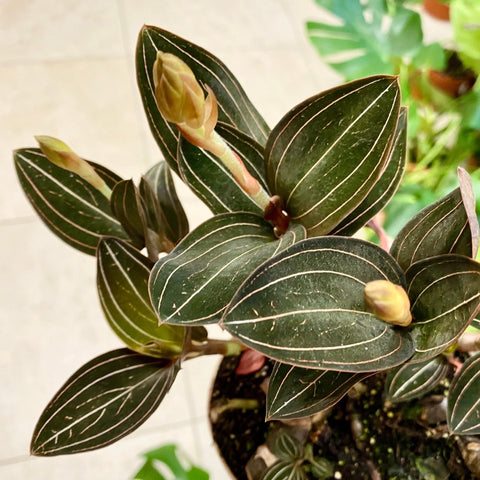 Orchidées - plantes fleuries