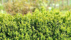 Plantes de haie - La Green Touch