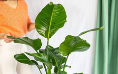 Très grandes plantes d'intérieur - La Green Touch