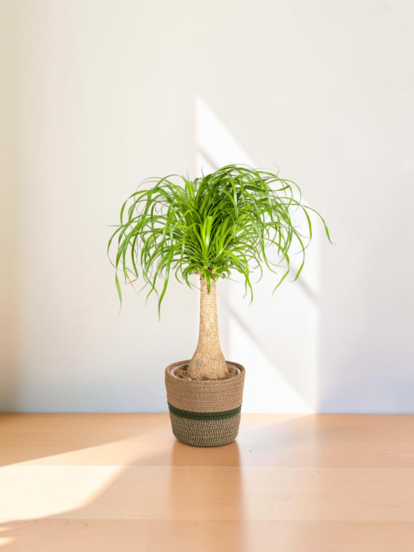 Beaucarnea Recurvata Stamm mit Korb Ø21cm - ↕60 - 80cm