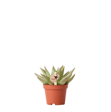 Echeveria Miranda h9cm - Sukkulente