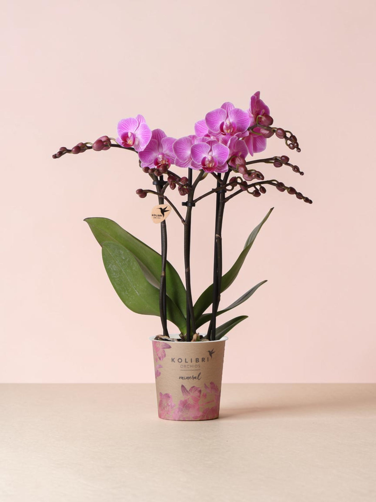 Rosa Orchidee – Ø9cm – Zimmerpflanze