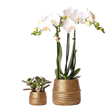 Duo Weiße Phalaenopsis-Orchidee und Crassula Ovata und ihre goldenen Keramikpflanzgefäße