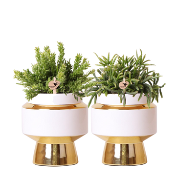 Duo Rhipsalis und ihre goldenen Blumentöpfe