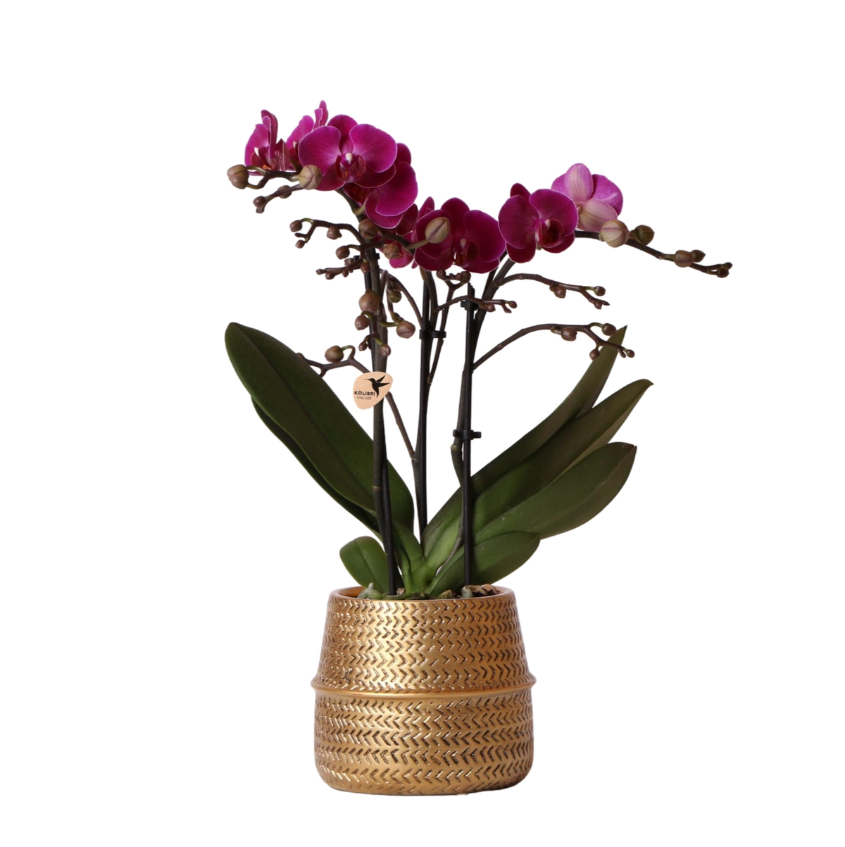Livraison plante Orchidée Morelia Violette et son pot