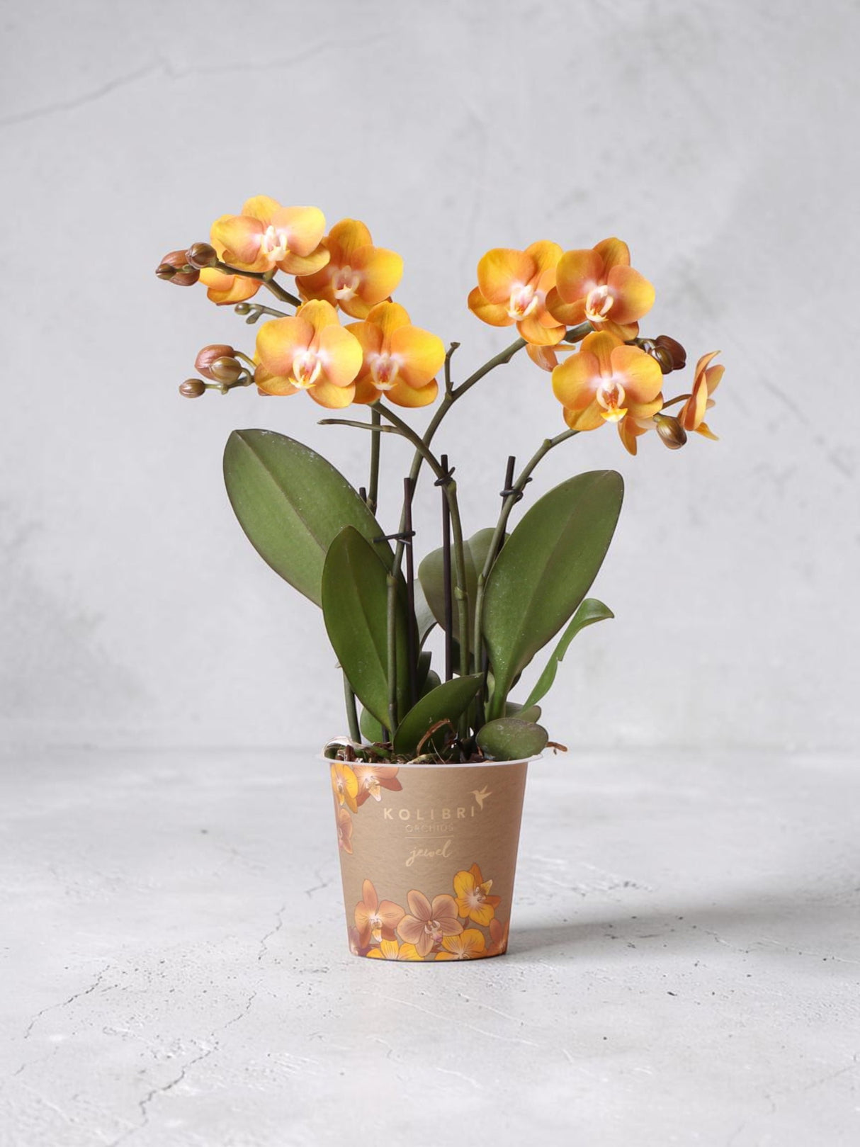 Orangefarbene Phalaenopsis-Orchidee – Jewel Las Vegas – Blühende Pflanze