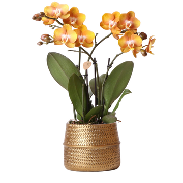 Ockerfarbene Orchidee und ihr Topf