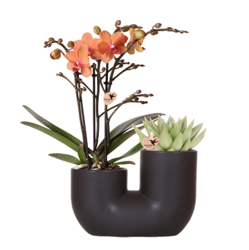 Orchidee und Sukkulente im schwarzen Topfdesign