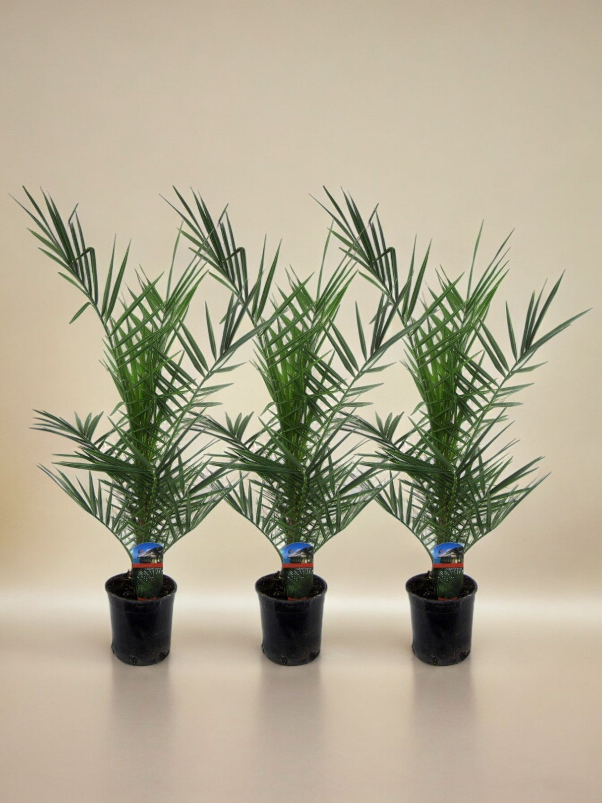 Livraison plante 3x Phoenix Canariensis - 80 cm - Ø15