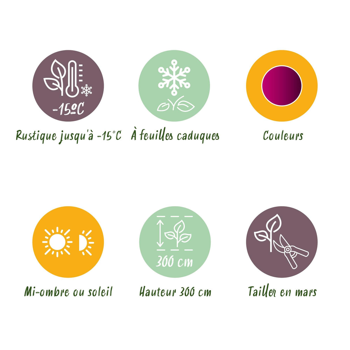 Livraison plante Acer palmatum Atropurpureum – Pot 12 cm – Hauteur 35 cm