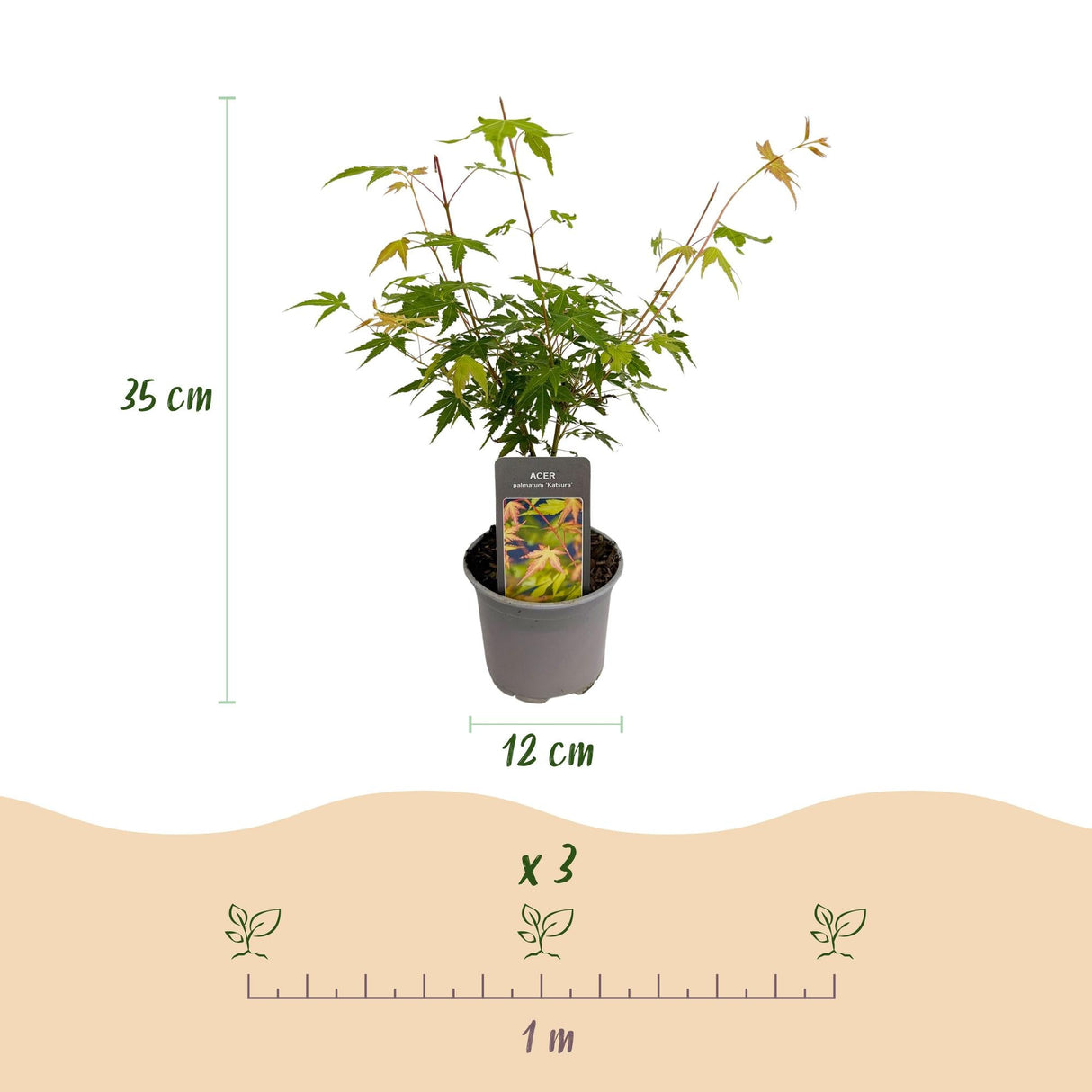 Livraison plante Acer palmatum Katsura – Lot de 1 – Pot 12cm – Hauteur 35cm
