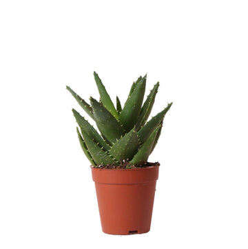Aloe Brevifolia h20cm - saftig