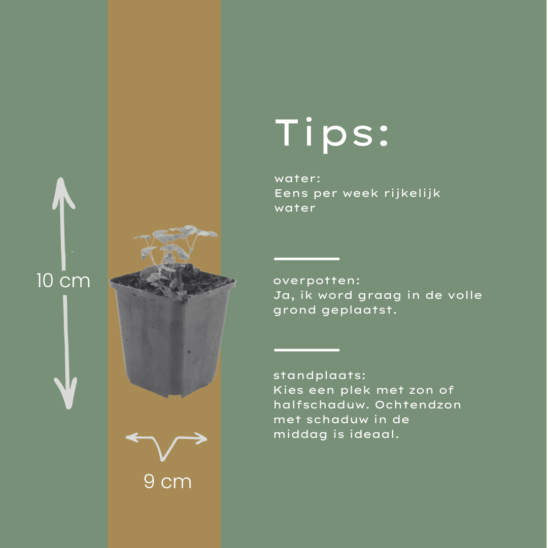 Livraison plante Ancolie commune vilgaris