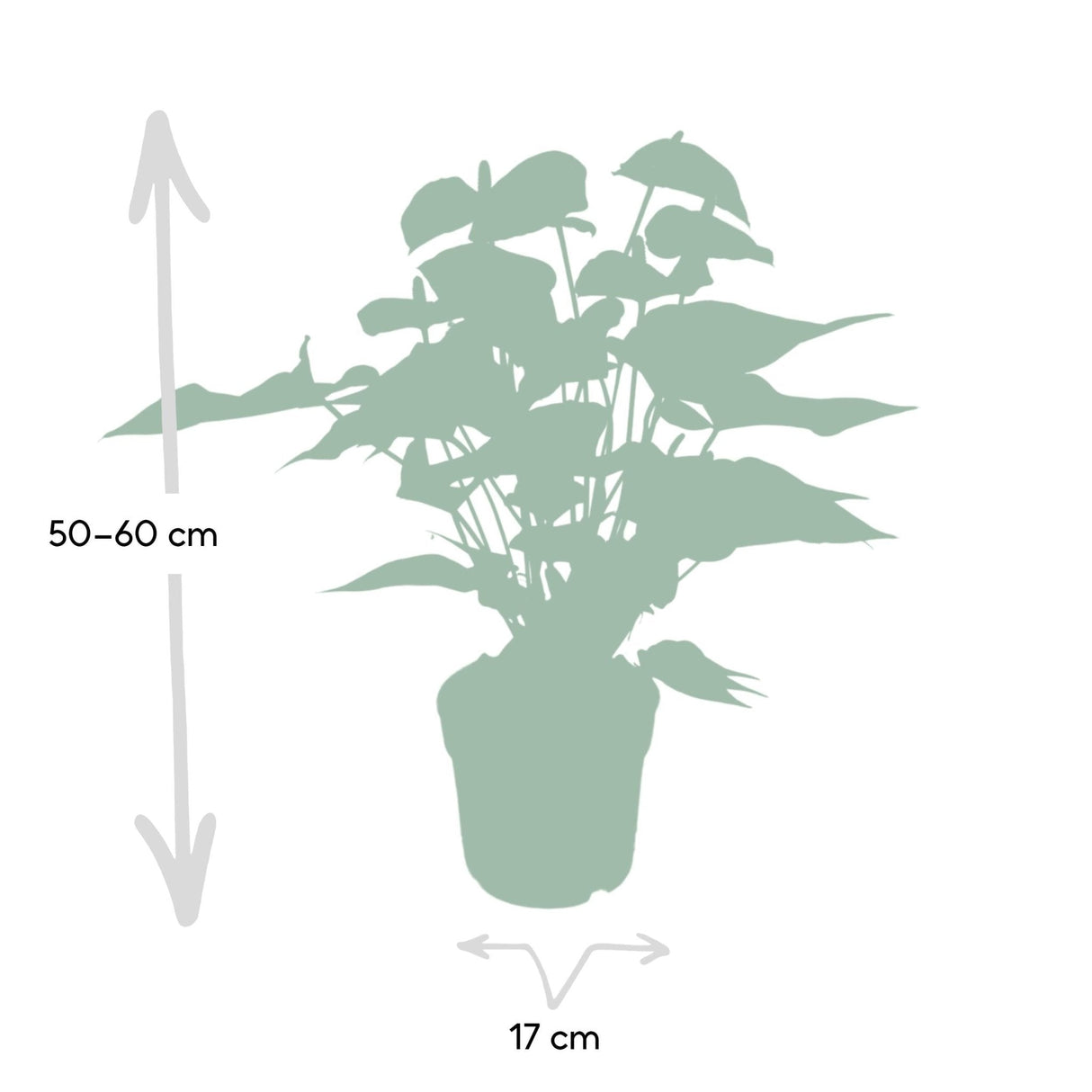 Livraison plante Anthurium Rouge h55cm