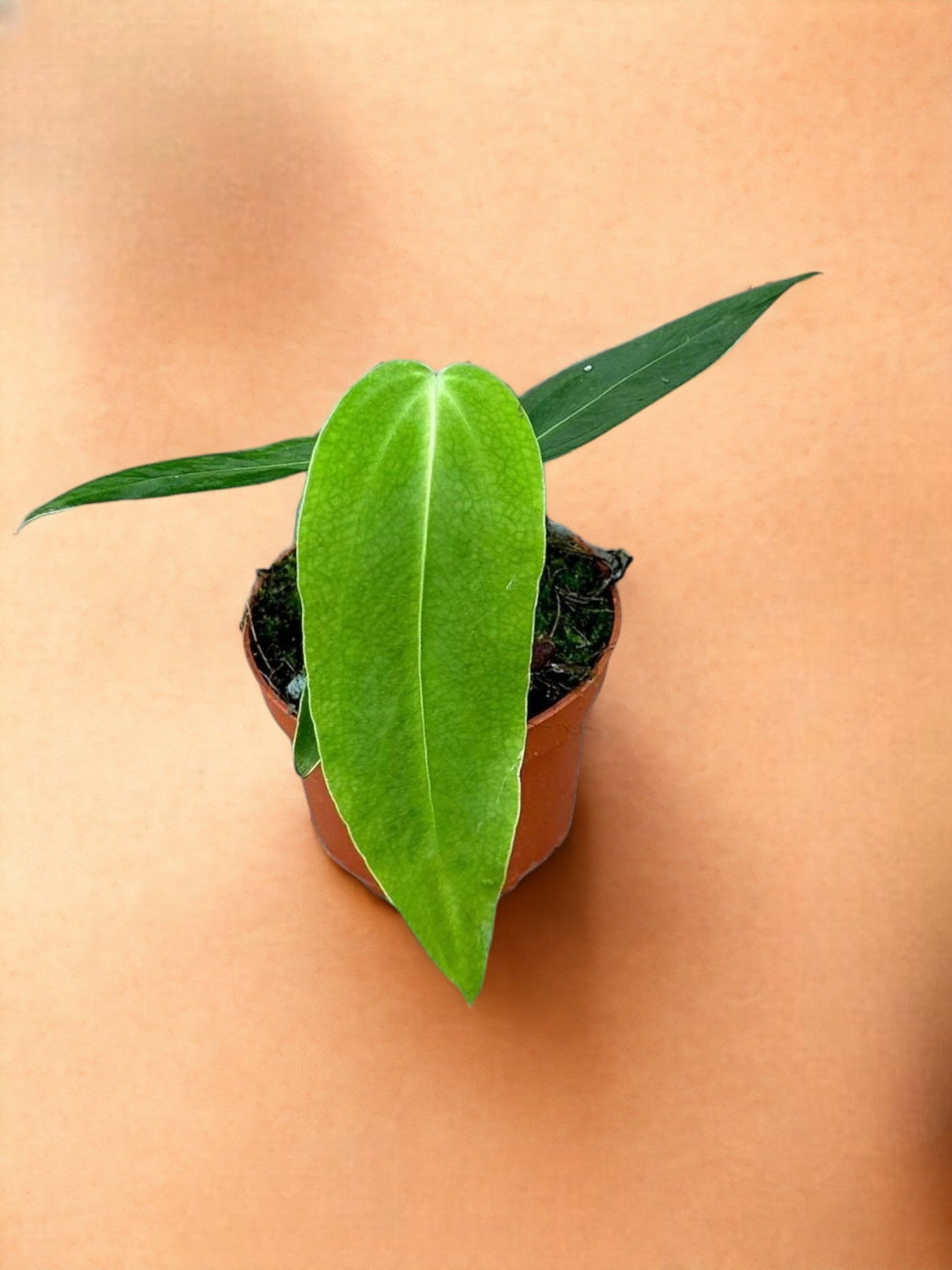 Livraison plante Anthurium Warocqueanum X Waterburyanum