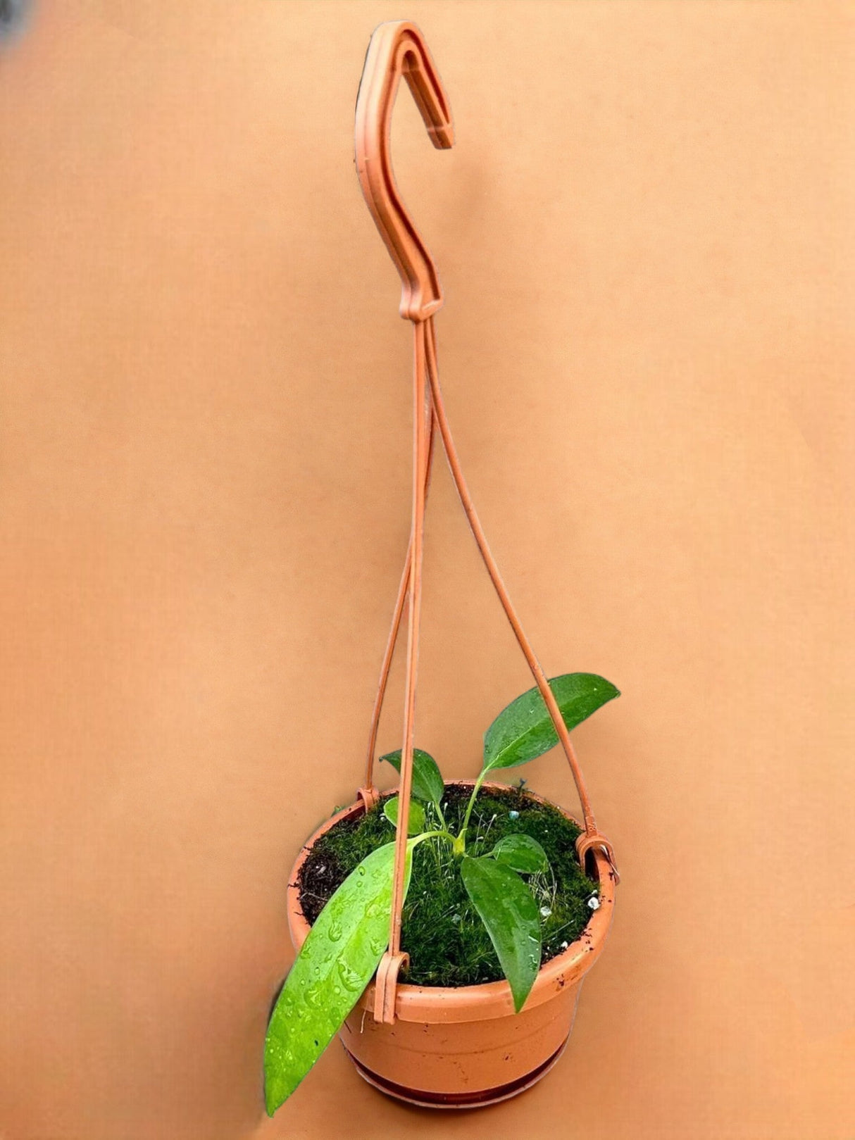 Livraison plante Anthurium Wendlingeri