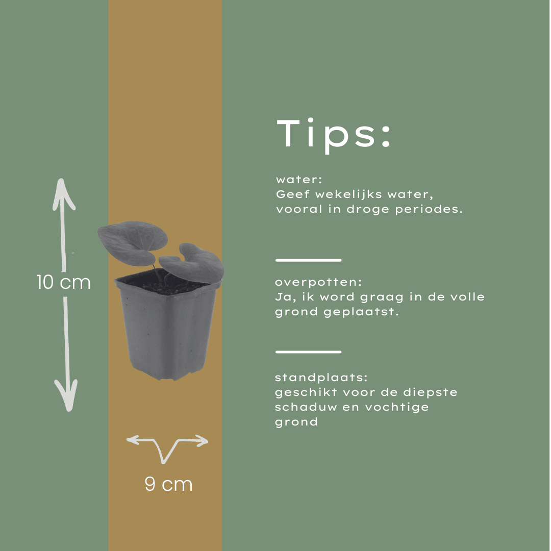 Livraison plante Asaret