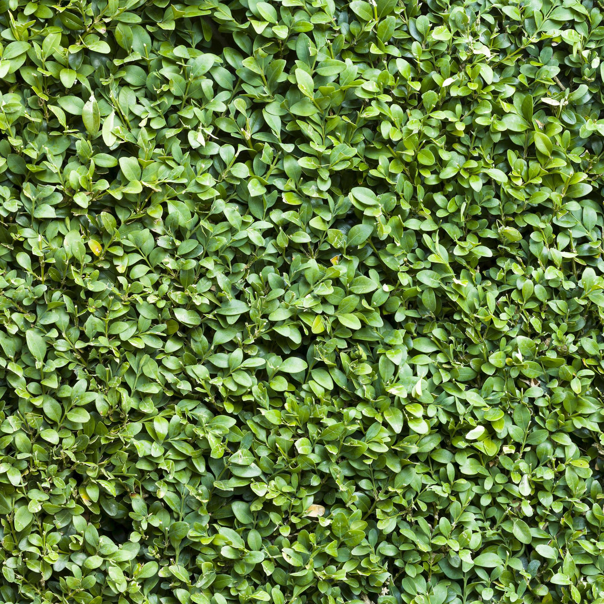 Livraison plante Buis Sempervirens – Lot de 6 – Pot 17 cm – Hauteur 45 cm