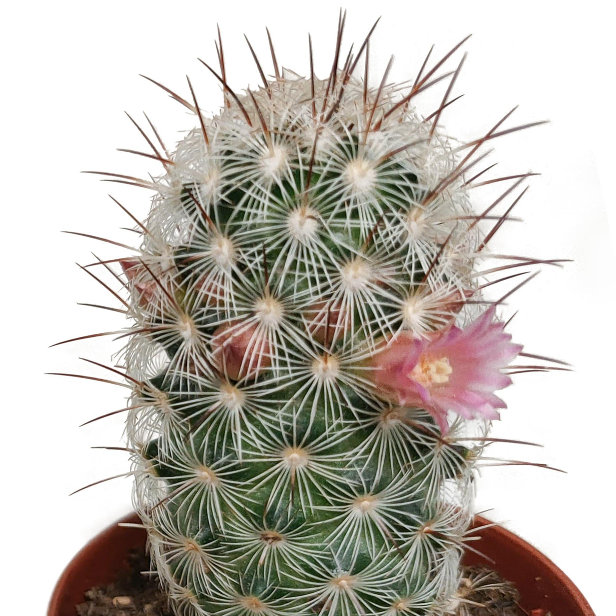 Livraison plante Cactus Fleuri Mélange - Lot de 5