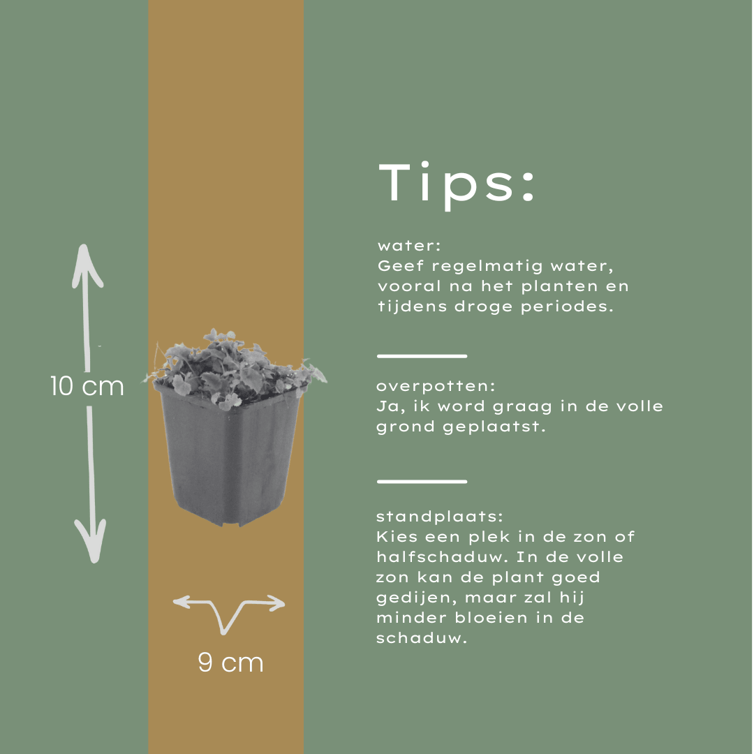 Livraison plante Campanule poscharskyana