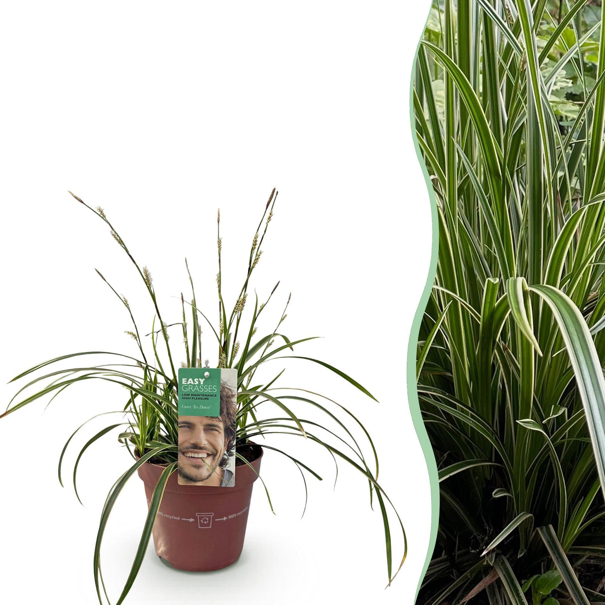 Livraison plante Carex morrowii Ice Dance – Pot 17 cm – Hauteur 50 cm