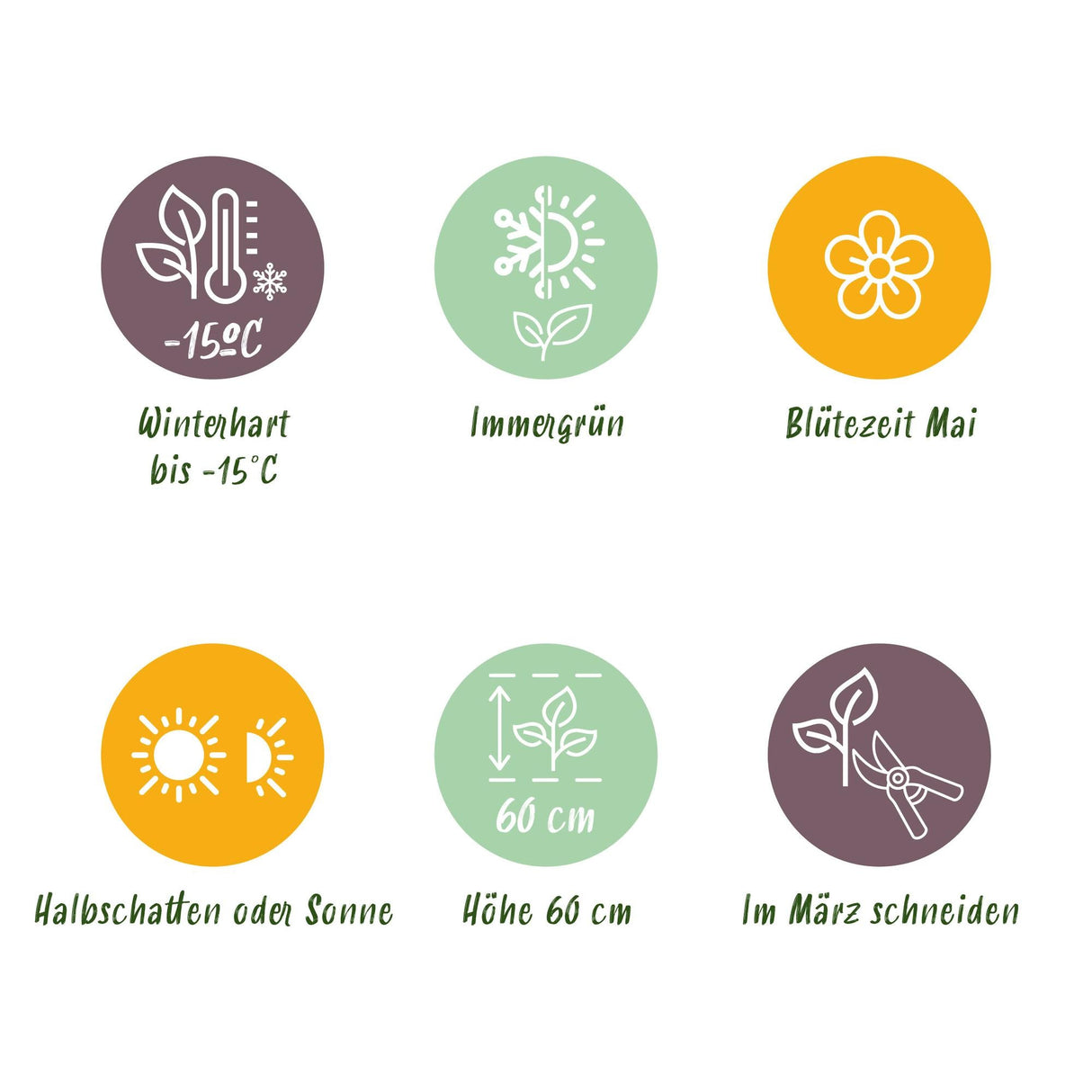 Livraison plante Carex morrowii Irish Green – Pot 17 cm – Hauteur 50 cm