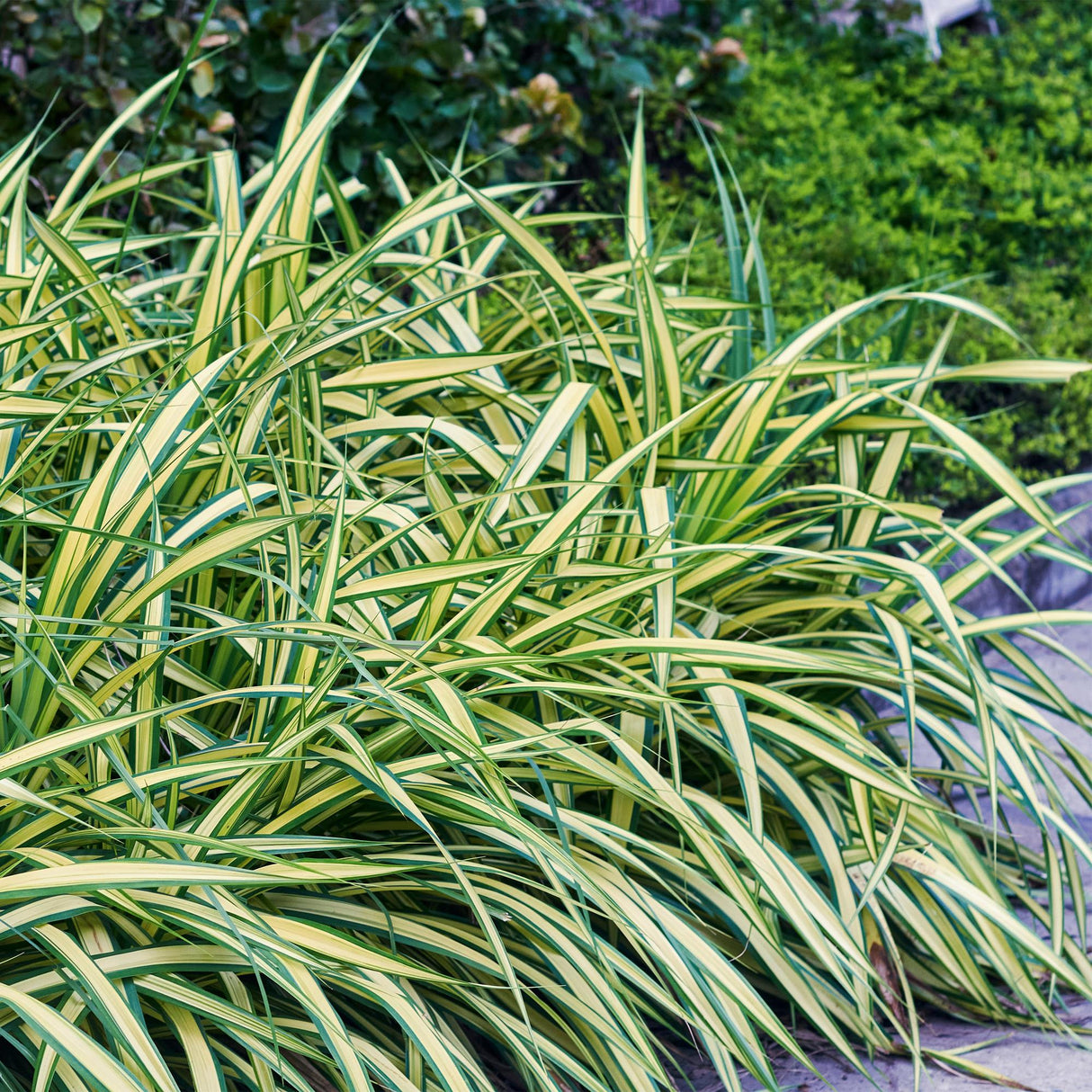 Livraison plante Carex oshimensis Evergold – Pot 17 cm – Hauteur 50 cm