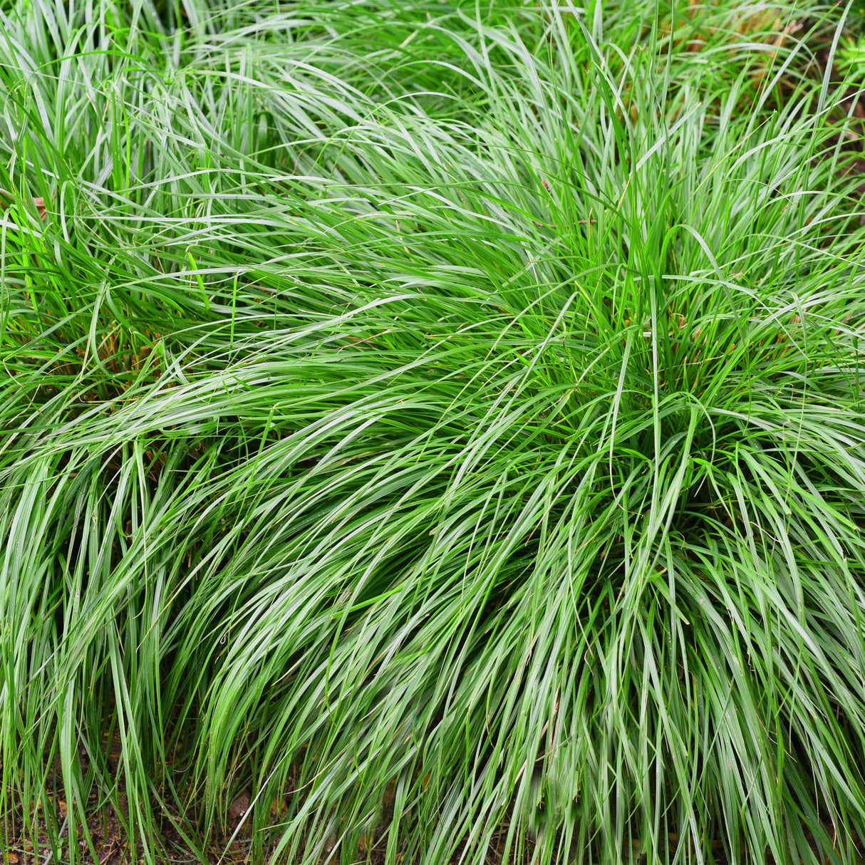 Livraison plante Carex oshimensis Intense Green – Pot 17 cm – Hauteur 50 cm
