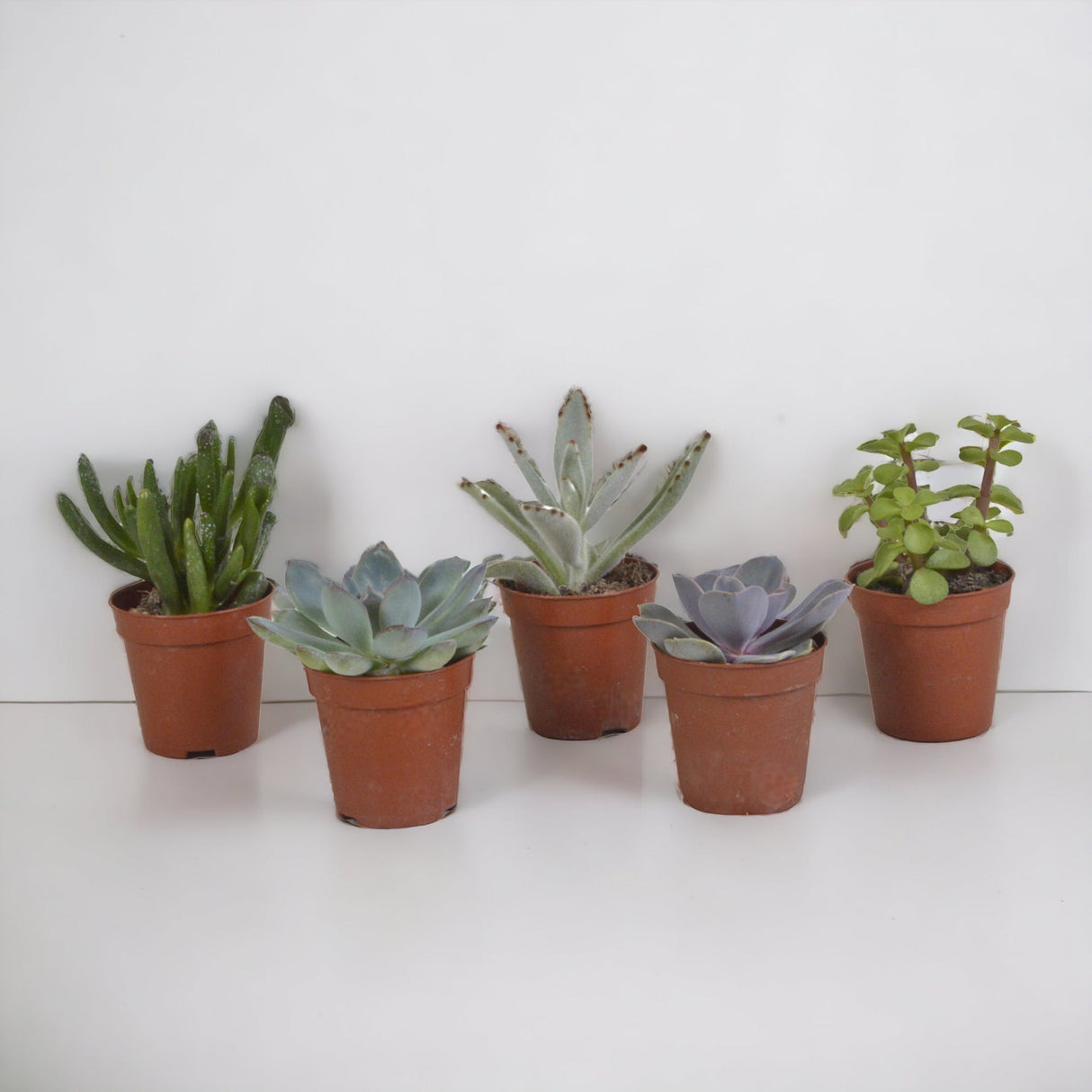 Livraison plante Coffret succulente - Lot de 5 plantes h13cm