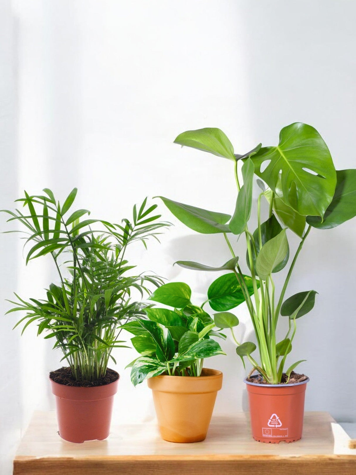 Livraison plante Coffret - Trio de plantes