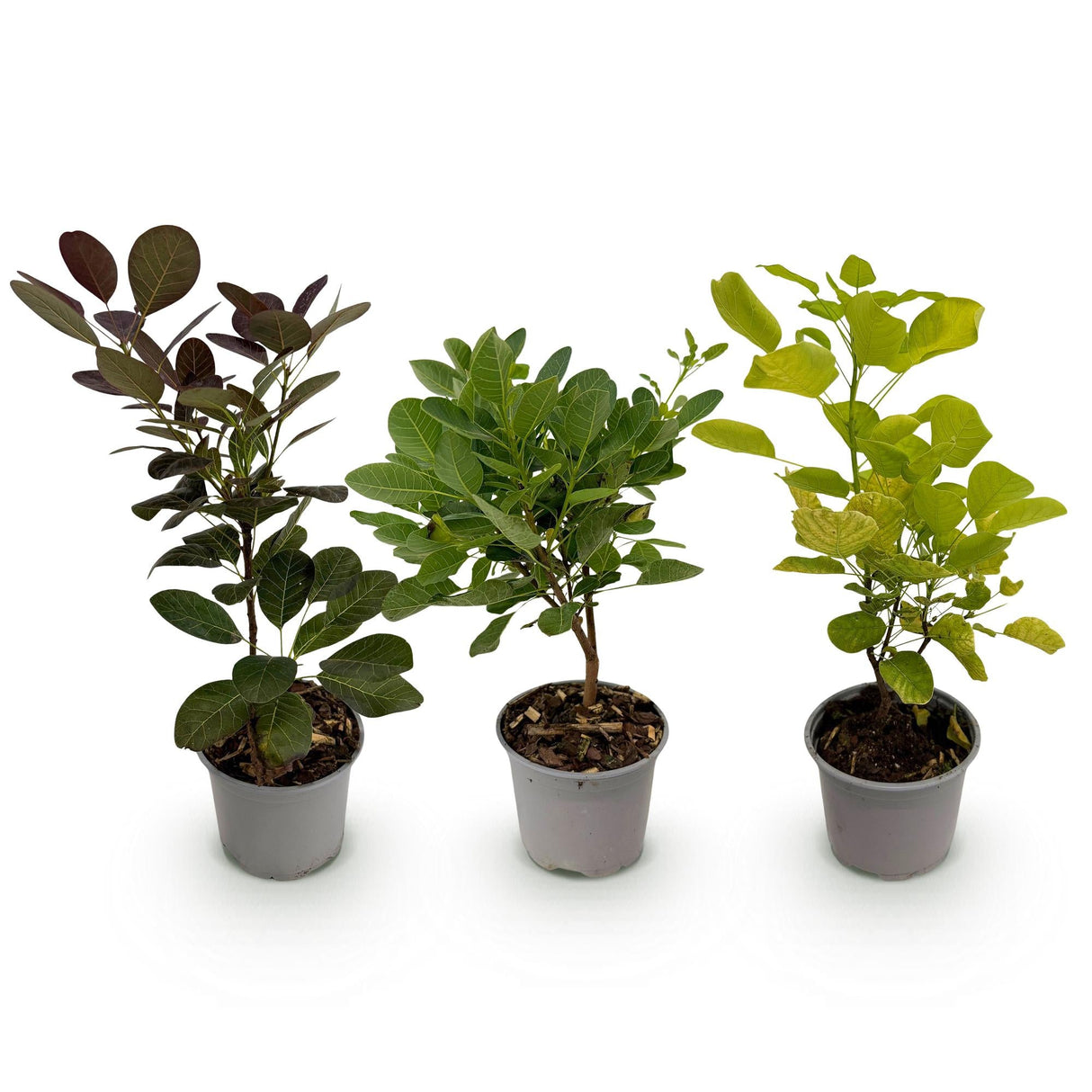 Livraison plante Cotinus coggyria – Lot de 3 – Pot 12 cm – Hauteur 35 cm