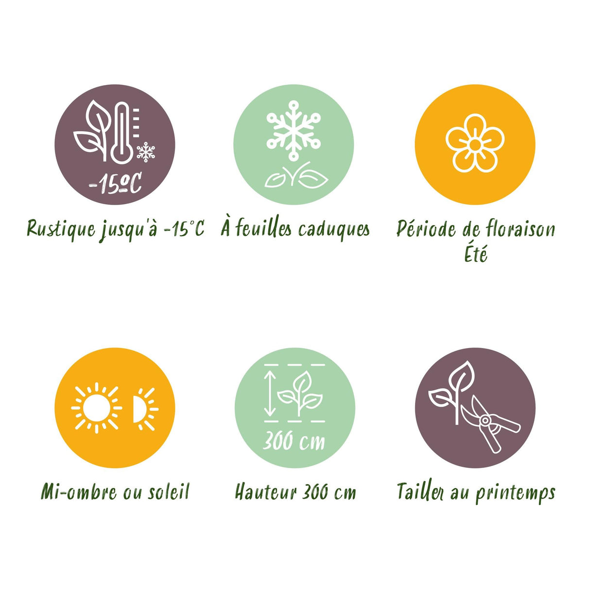 Livraison plante Cotinus coggyria – Lot de 3 – Pot 12 cm – Hauteur 35 cm