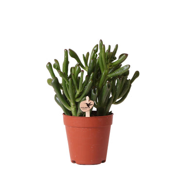 Crassula Hobbit h18cm - Sukkulente
