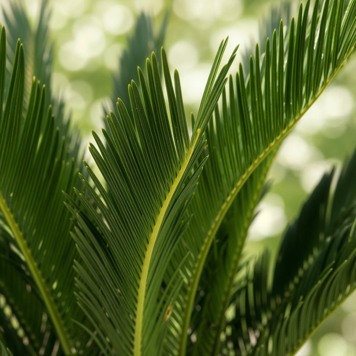 Livraison plante Cycas revoluta d17cm H70cm