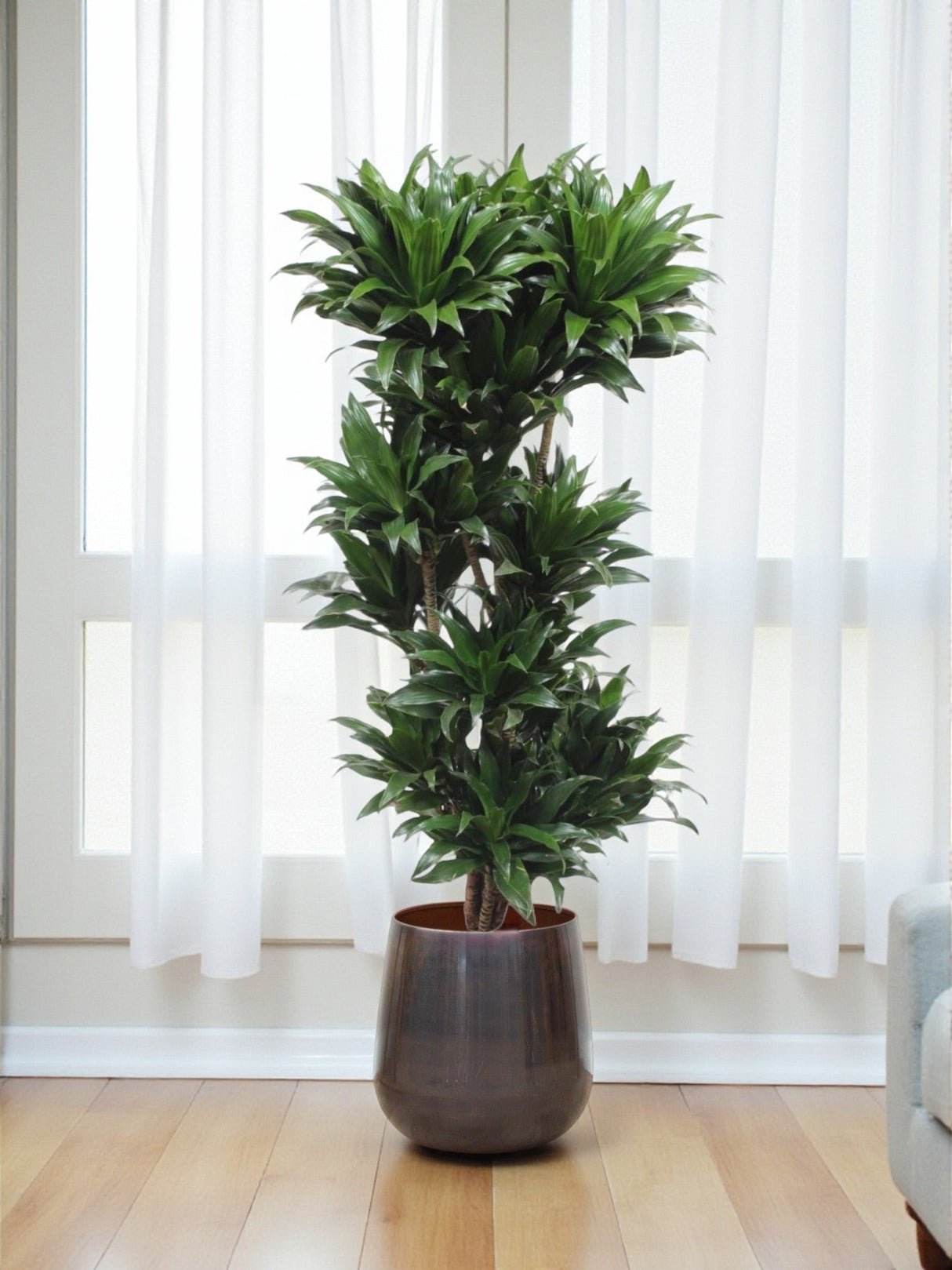 Livraison plante Dracaena Compacta