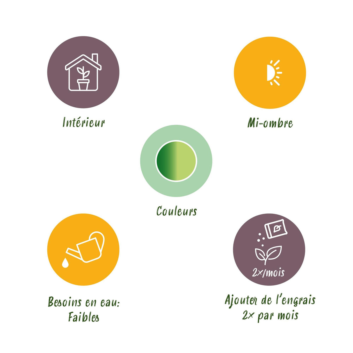 Livraison plante Dracaena Golden et pot H50 cm