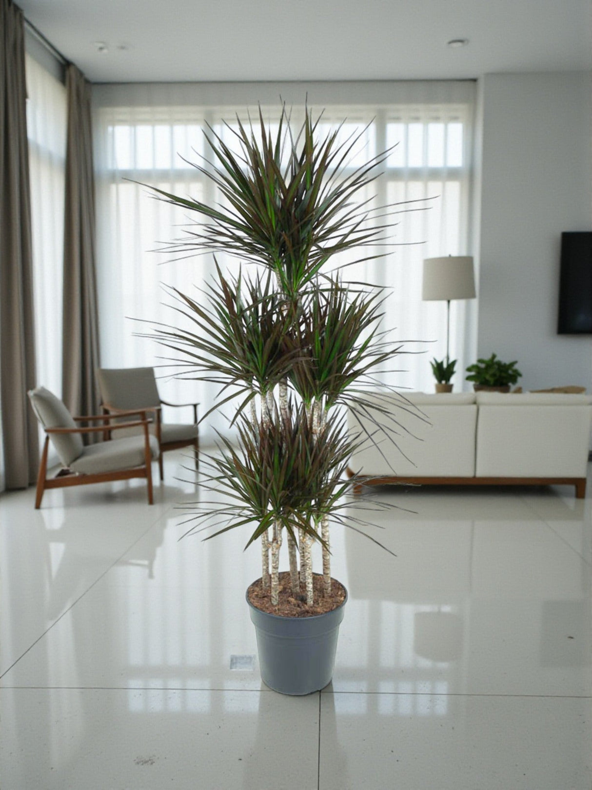 Livraison plante Dracaena Magenta Carrousel