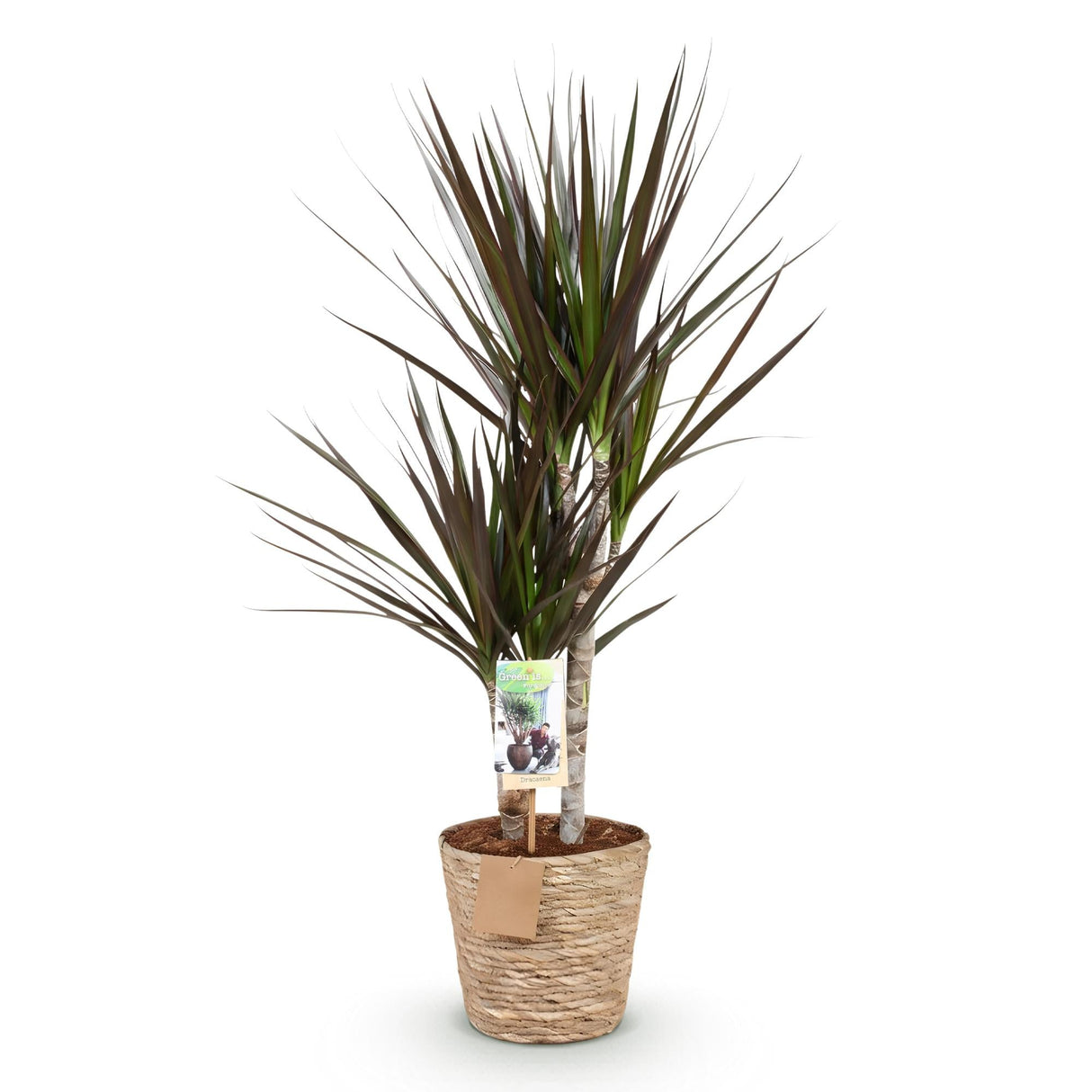 Livraison plante Dracaena Magenta et panier H75cm