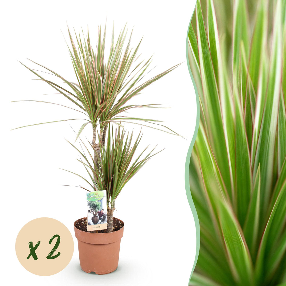 Livraison plante Dracaena marginata Bicolor – Pot
