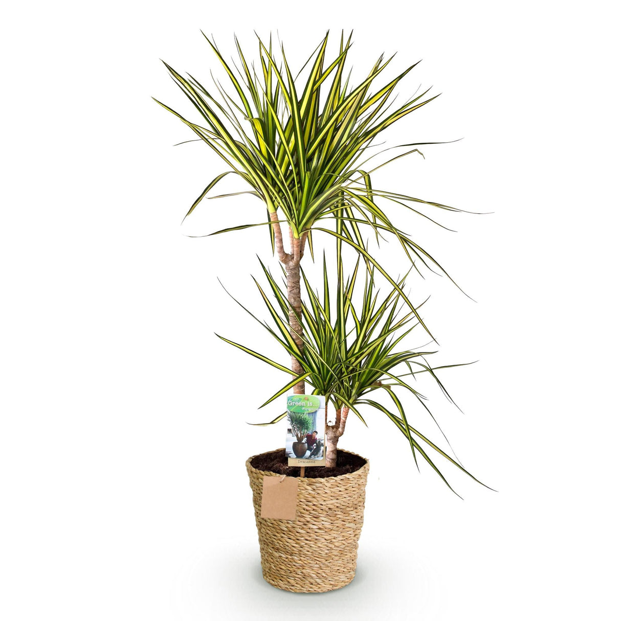 Livraison plante Dracaena Sunray et panier H95cm