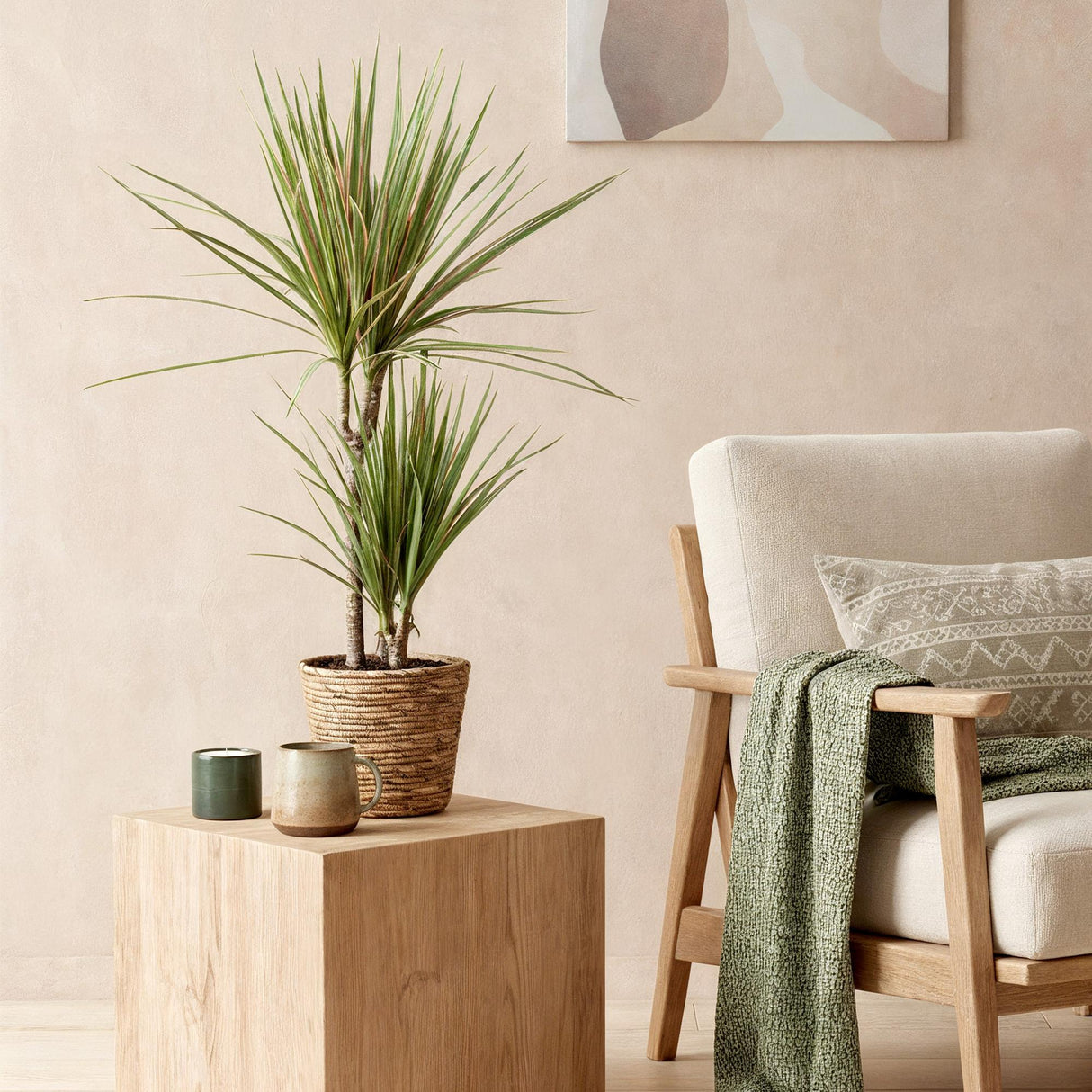 Livraison plante Dracaena Sunray – Lot de 2 – Pot 17 cm – Hauteur 70 - 75 cm