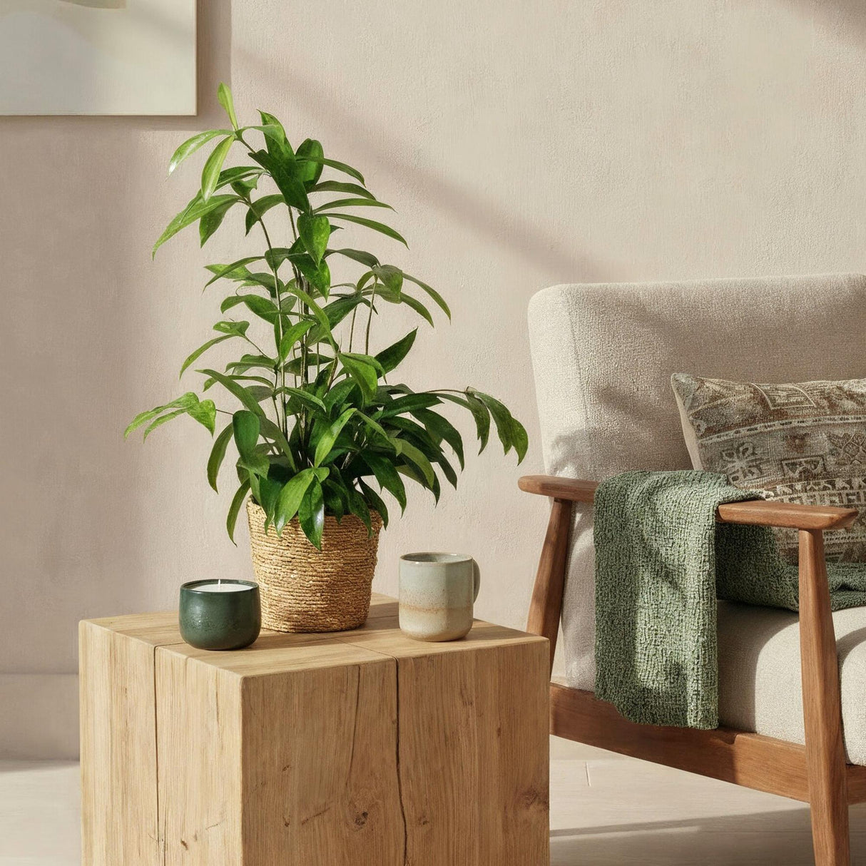 Livraison plante Dracaena surculosa – Lot de 2 – Pot 17 cm – Hauteur 60 - 70 cm
