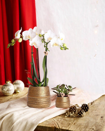 Duo Weiße Phalaenopsis-Orchidee und Crassula Ovata und ihre goldenen Keramikpflanzgefäße